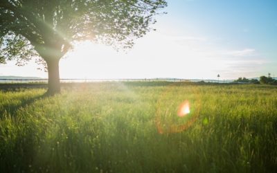 The DoKnowBe Tree: BE