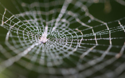 Living Systems and High-Impact Listening