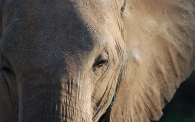 Stampeding Elephants