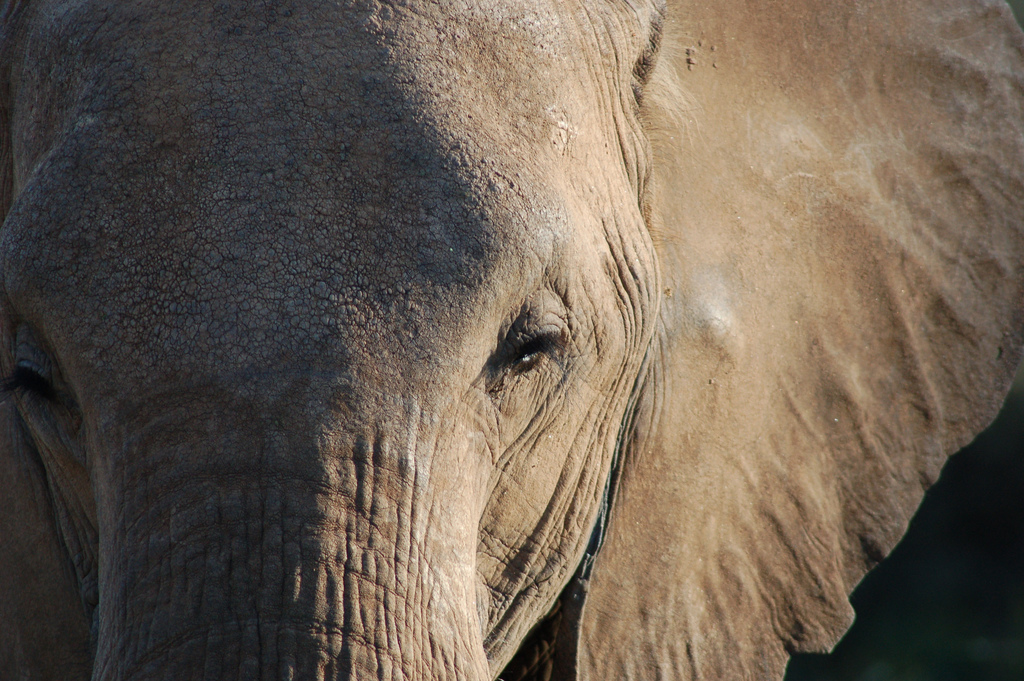 Elephant-by-SaraJoachim