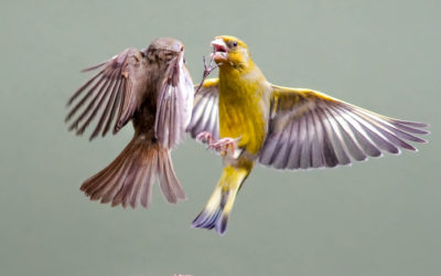 Leaning Into Healthy Conflict: A Refresher