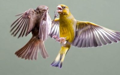 Leaning Into Healthy Conflict: A Refresher