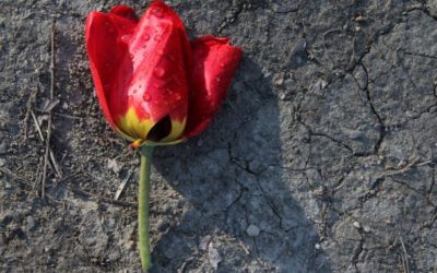 Scarcity, Choice Paralysis, and Time