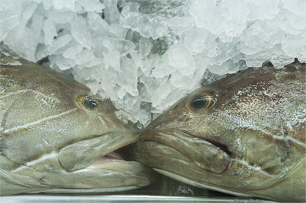 Fish Kiss by BettyNudler