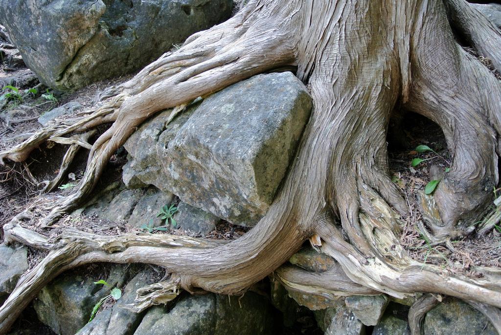 Roots by RichardBH