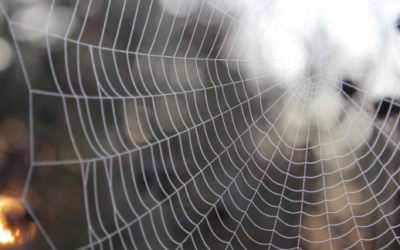 Leadership Toolbox: Understanding Living Systems