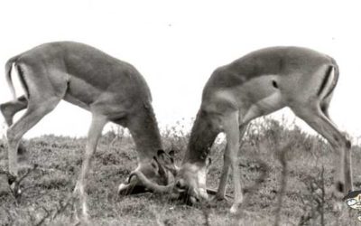 Leaning Into Healthy Conflict, Part One