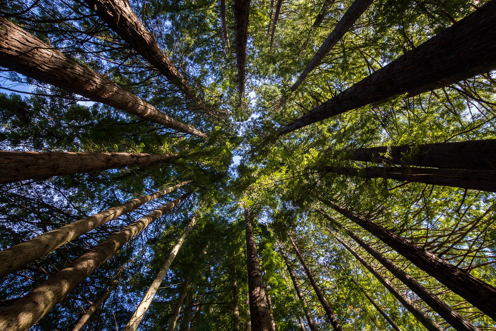 Tree tops by jeff.balland