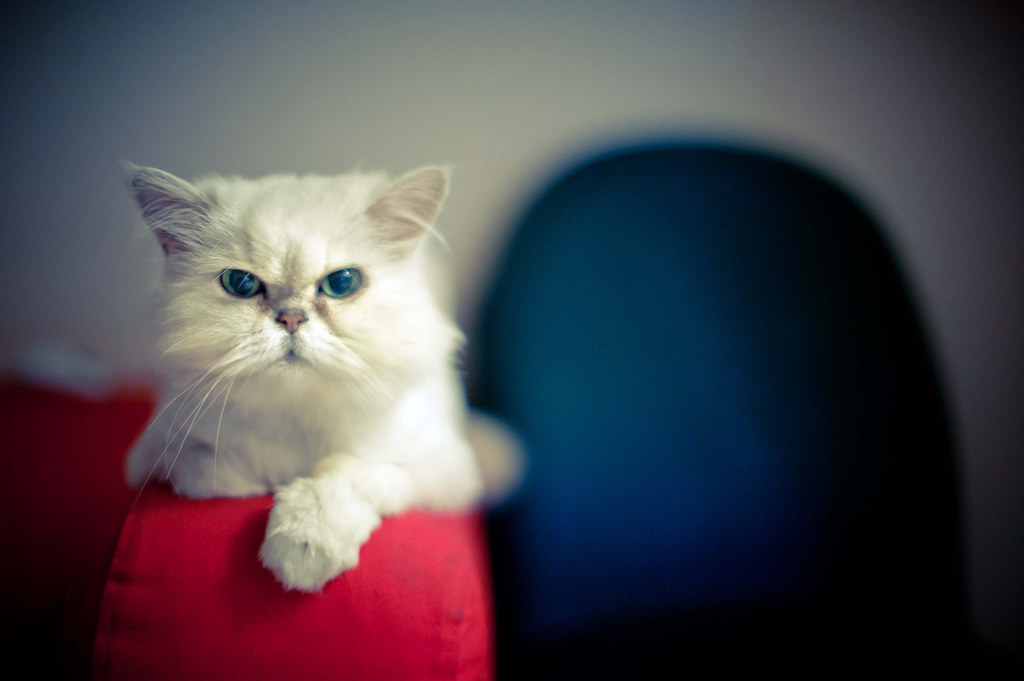 Angry Cat by Wen Cheng Liu (Busy)