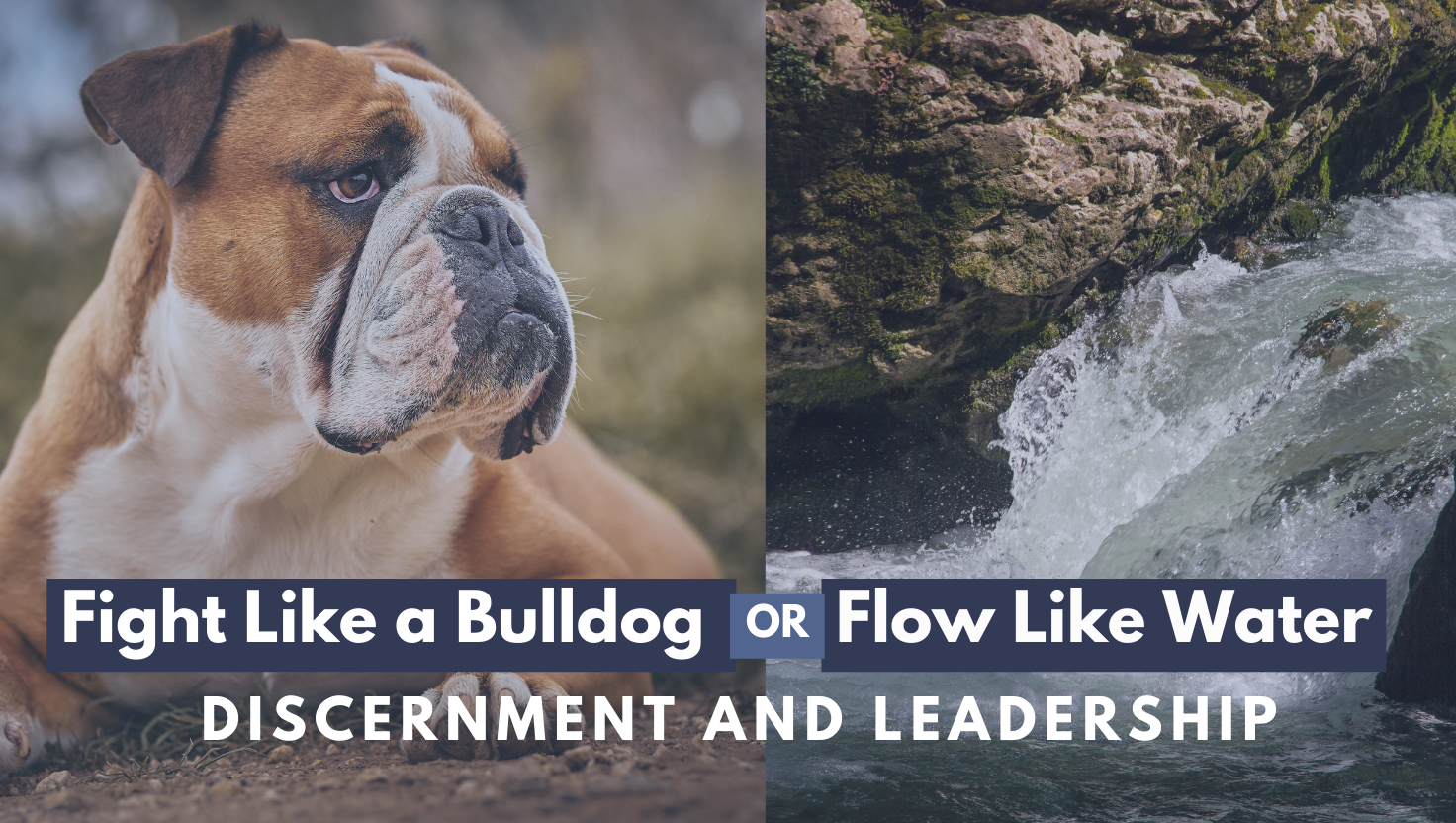 Fight Like a Bulldog