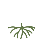 Rooted copy